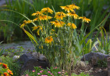 Rudbeckia