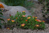 Delosperma Hot Oranje Wonder