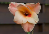 Gladiolus