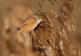 Bearded Reedling  