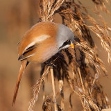 Bearded Reedling