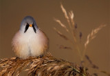 Bearded Reedling