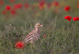 Eurasian Stone Curlew