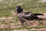 Bearded Vulture