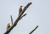 Yellow -fronted Woodpecker