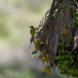 Olive -green Tanager