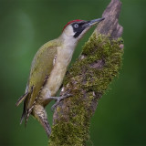 European Green Woodpecker