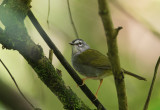 White-browed(or rimmed) Warbler