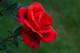 Rose ,,Terracota ,,