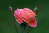 Rose Frederic Mistral,