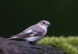 Collared Flycatcher (f)