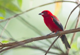 Brasilian Tanager