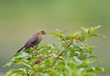 Chestnut-headed Blackbird(F)