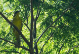 Olive -green Tanager