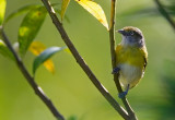 Lemon chested Greenlet  -- Rio de Janeiro Greenlet