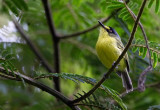 Grey-headed Tody Flycatcher