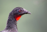 Dusky-legged Guan