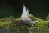 European Green Woodpecker