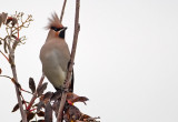 Bohemian Waxwing