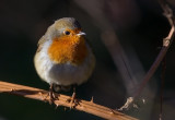 European Robin