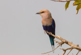 Blue-bellied Roller