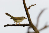 White-lored Spinetail