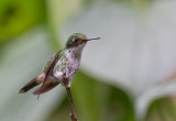 Booted Rackettail (f)