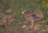 Eurasian Stone Curlew