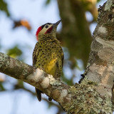 Green-barred Woodpecker