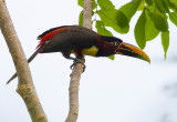 Chestnut-eared Aracari