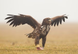 White-tailed Eagle