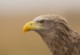 White-tailed Eagle