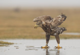 White-tailed Eagle