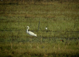 Great egret (Egretta alba)Dalarna