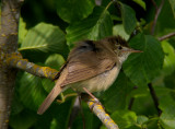 Blyth`s reed warbler (Acrocephalus dumetorum)Dalarna