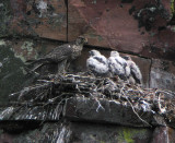 Gyr falcon (Falco rusticolus)Dalarna