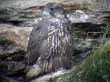 Gyr falcon (Falco rusticolus)Jämtland