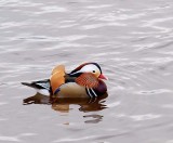 Mandarin duck (Aix galericulata) Dalarna