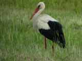 White stork (Ciconia ciconia)Dalarna