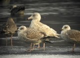 Glaucous gull (Larus hyperboreus)Dalarnag