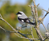 Lesser grey shrike (Lanius minor)Gotland