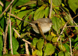 Barred warbler (Sylvia nisoria)Dalarna