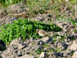 Greater short-toed lark (Calandrella brachydactyla)Dalarna