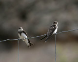 Sand martin