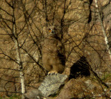 Eurasian eagle owl
