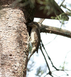 Eurasian wryneck