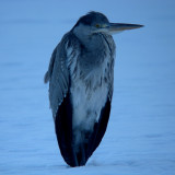 Grey heron