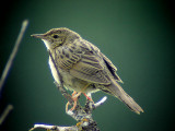 Common grasshopper warbler