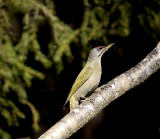 Grey-headed woodpecker