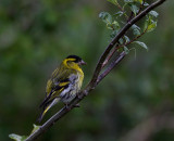 Eurasian siskin